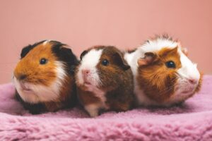 what does it mean when a guinea pig purrs