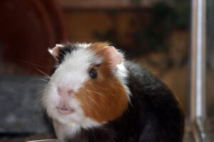 How To Get Your Guinea Pig To Like You