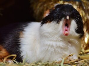 What Does It Mean When A Guinea Pig Purrs